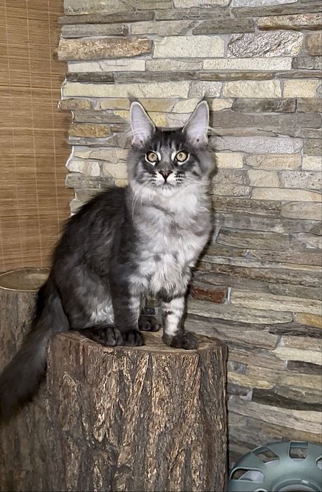 Мейн-кун хлопчик чорний таббі на сріблі