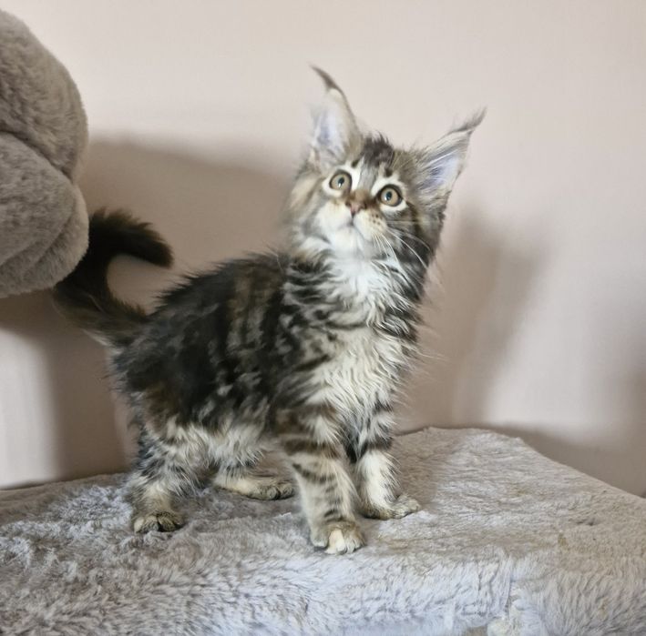 Femia    MAINE COON  com  LOP