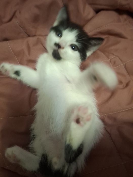 Котик, кошеня хлопчик