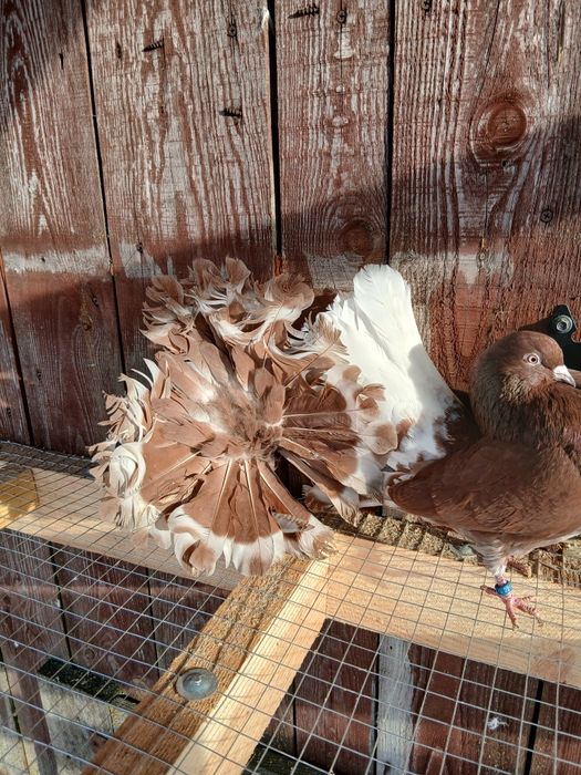 Pawiki gołębie ozdobne