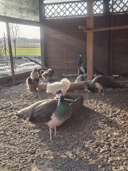 Paw indyjski- samica