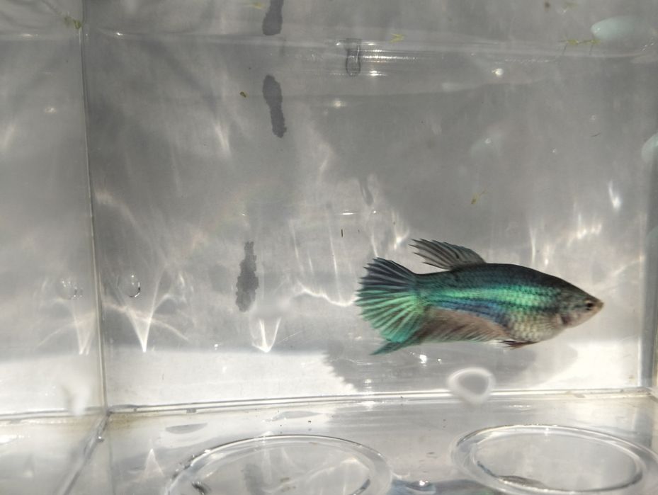 Bettas fêmeas variadas cores