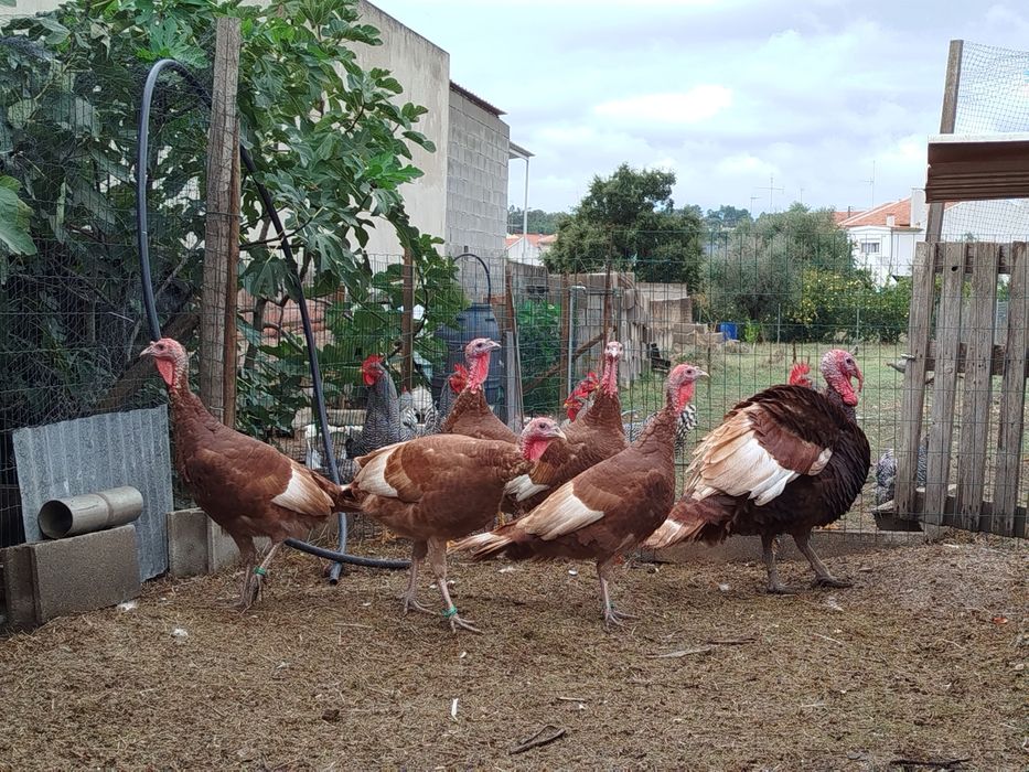 Ovos de peru red bourbon