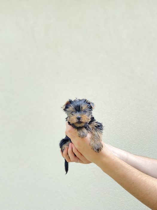 Дівчинка міні йорк