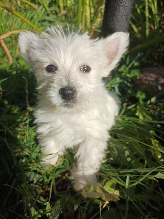 Whest highland white terrier