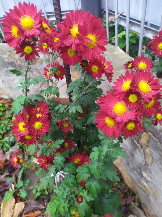 Хризантеми, клематіси