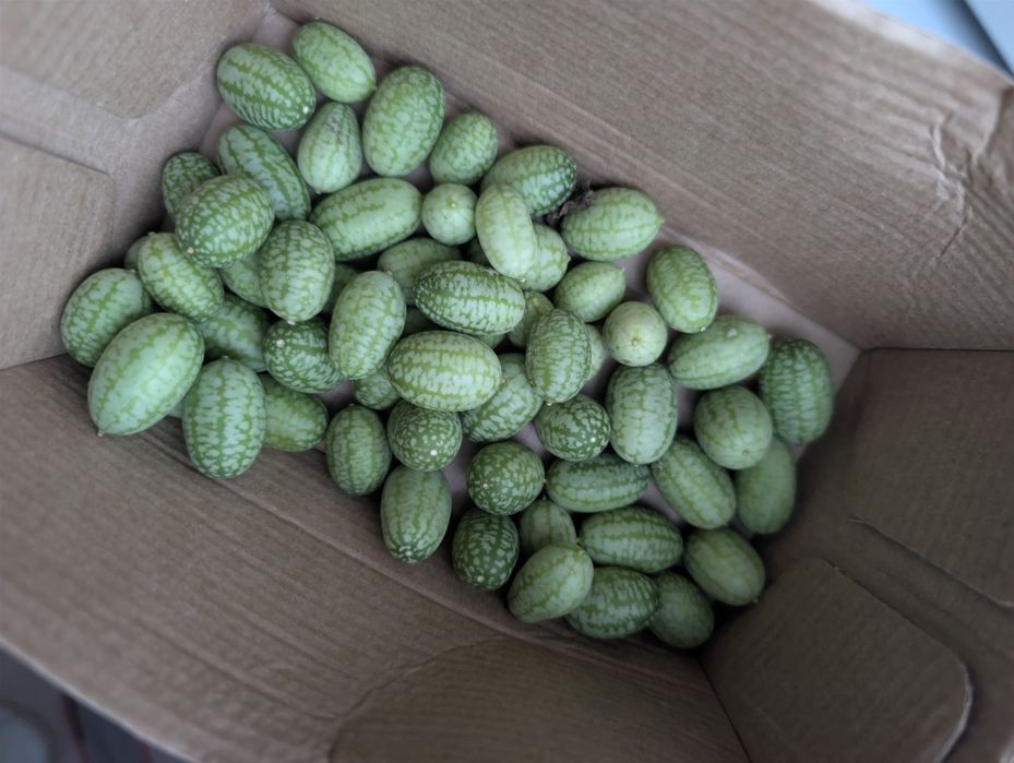 Sementes de Cucamelon