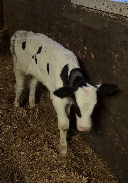 Sprzedam cielaka byczka