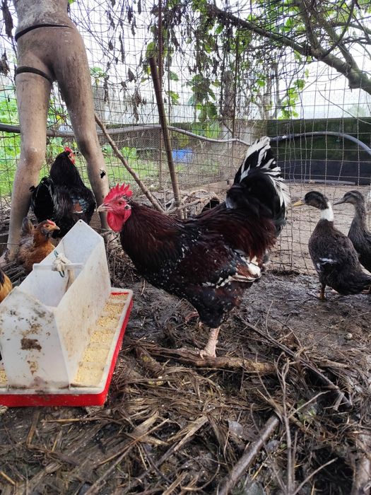 Vendo galo Sussex triclor com 1 ano