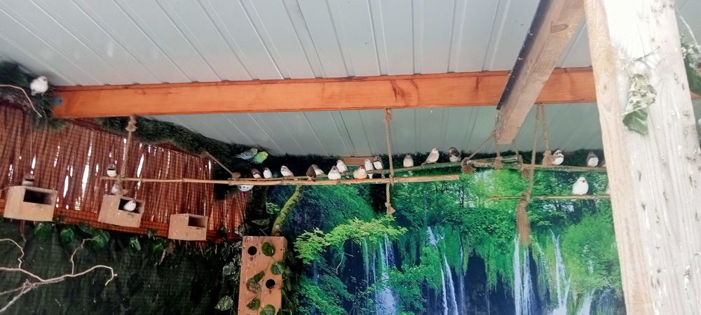 zeberki, kanarki samice,