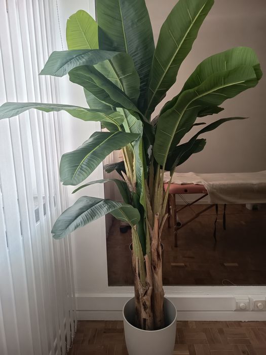 Planta bananeira
