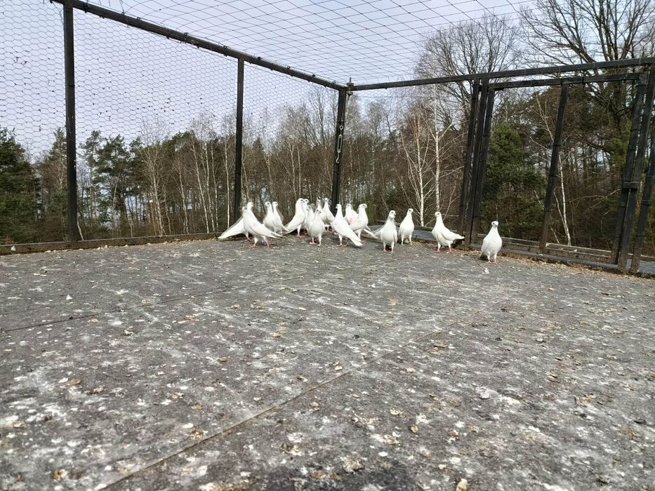 Winery pary parzyste