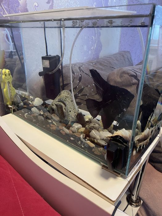 Аквариум рыбка скалярия