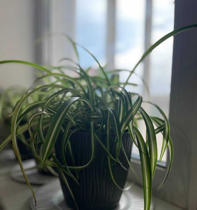 Хлорофітум, кімнатна рослина