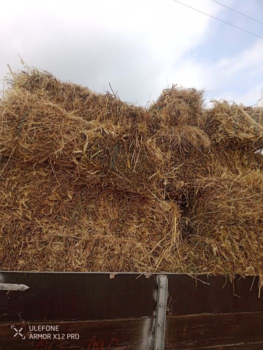 Fardos Palha Nascediça 2025 aveia 2024