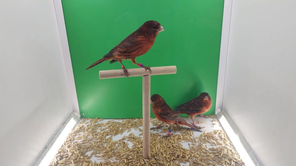 Kanarki ptaki ozdobne