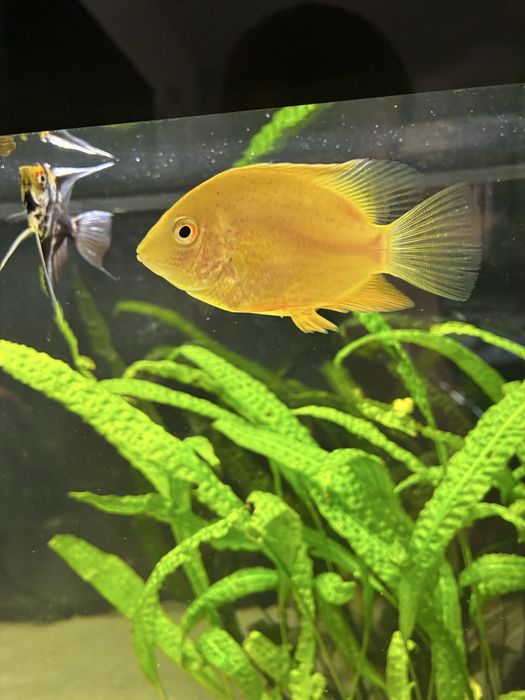 Pielegnice Severum red - samiec i samica