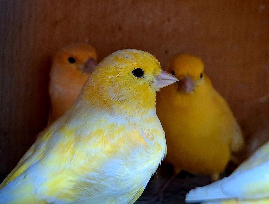 Kanarki samiczki 2024r. I 2025r