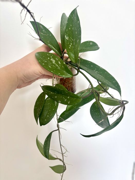 Cala ze zdjec Hoya Pubicalyx