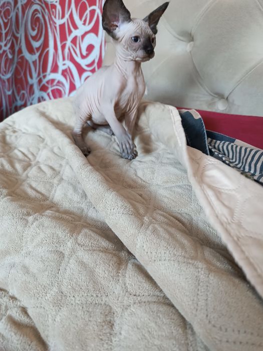 Канадські сфінкси