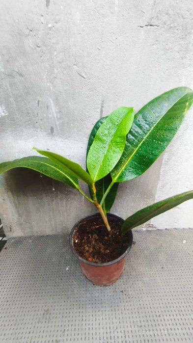 Фікус Американка Трезор