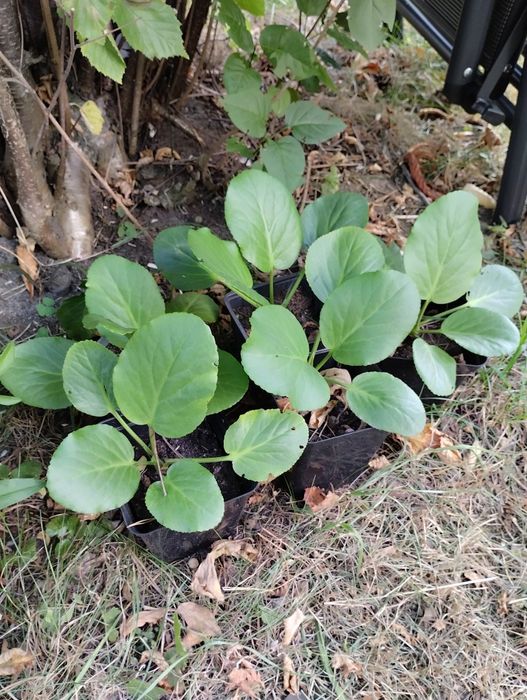Bergenia zimozielone liście różowe kwiaty sadzonka w doniczce
