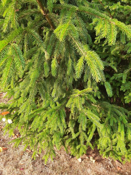 Gałęzie świerku do wiązanek, stroików