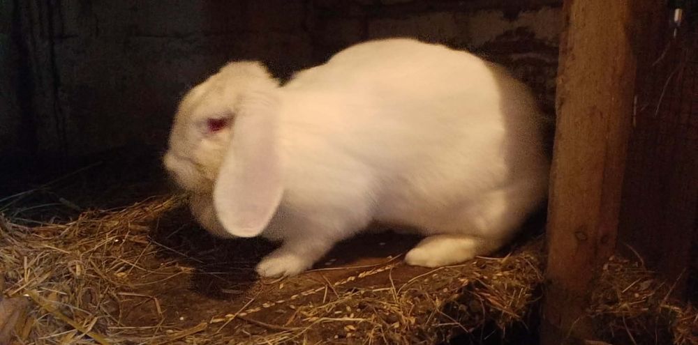 Kroliki barany francuskie