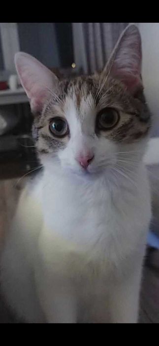 Koty do adopcji razem lub osobno