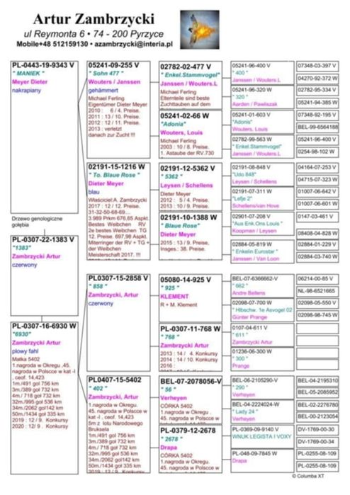 Gołębie Schellens,Drapa,Jansen,Van Dyck