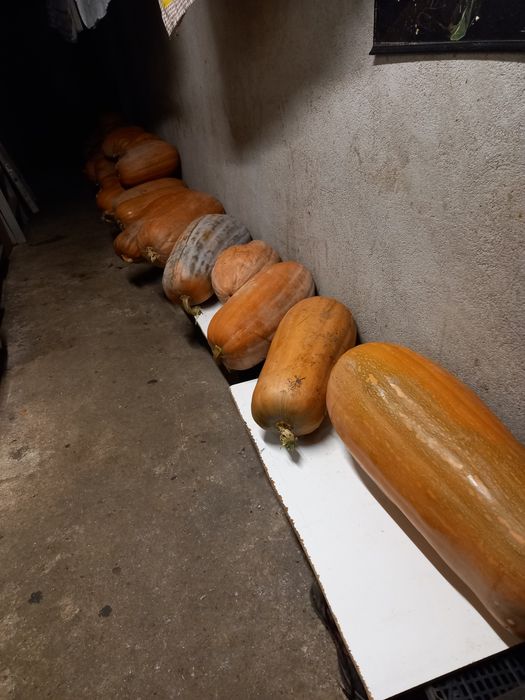 Abóboras  meninas