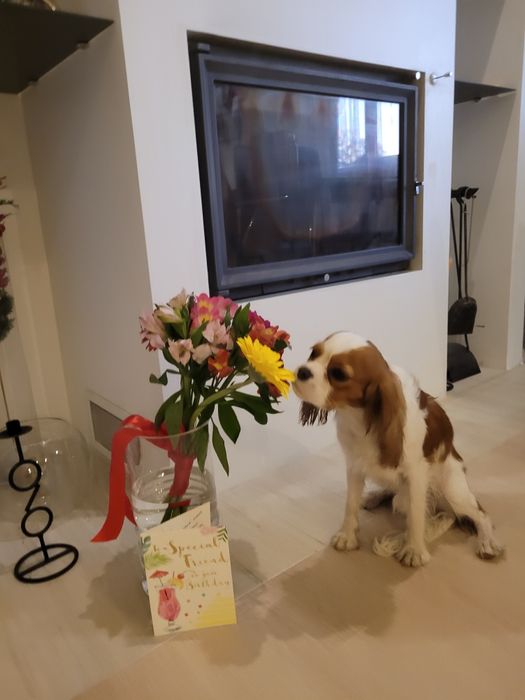 Кавалєр Кінг Чарльз Спаніель