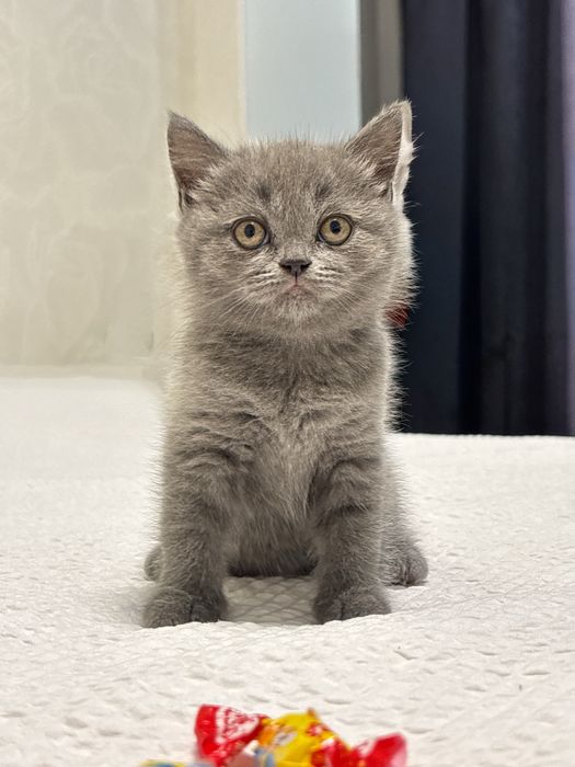 Британські котики