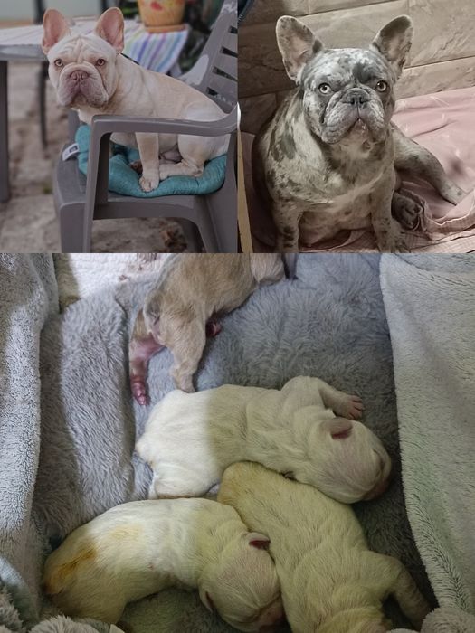 Цуценята французький бульдог. Хлопці