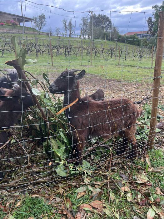 Grupo de cabras para venda – ideais para reprodução