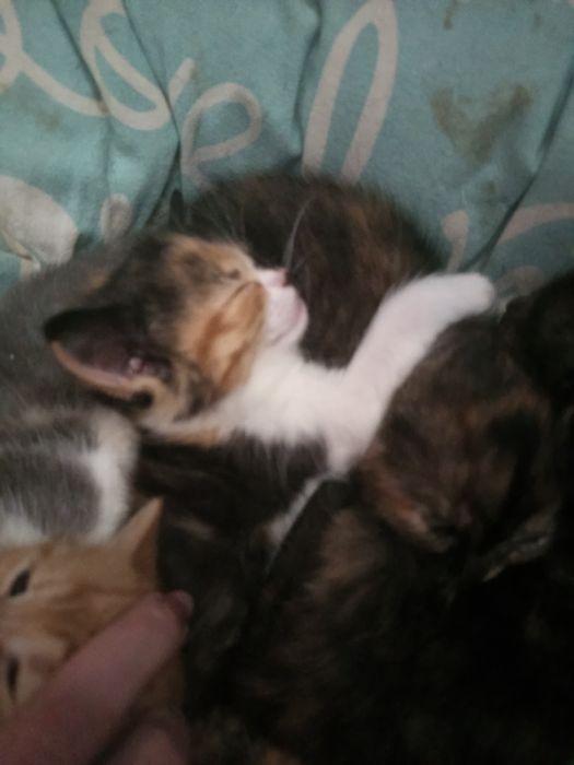 Продам Шотландцы