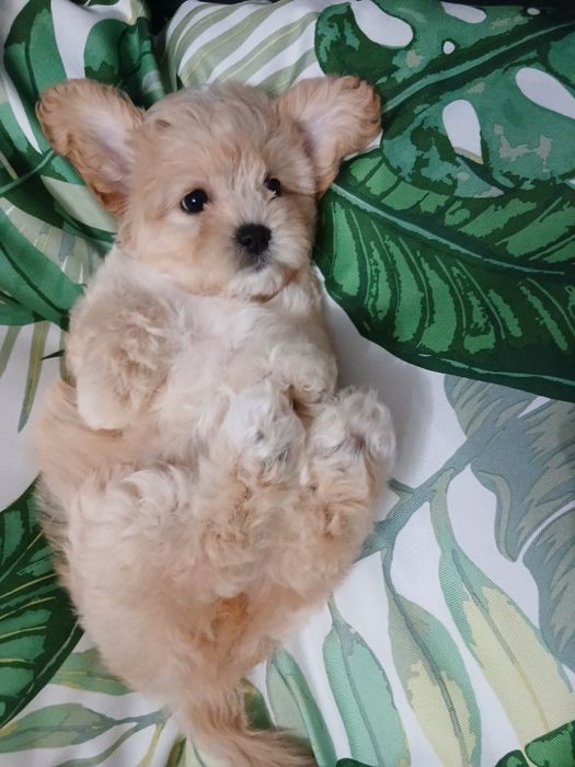 Cavapoo  dziewczynka