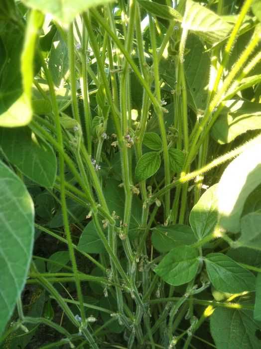 Семена канадской сои OLDHAM, WINONA. Первая репродукция.