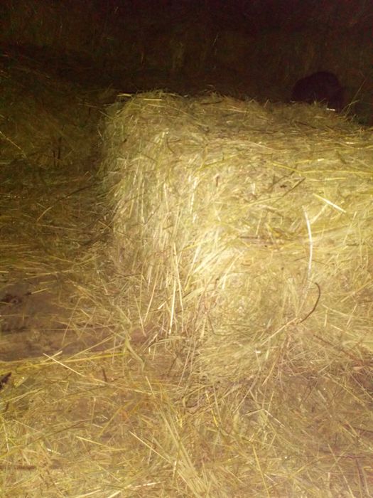 Сіно сено в квадратних тюках  2025р.