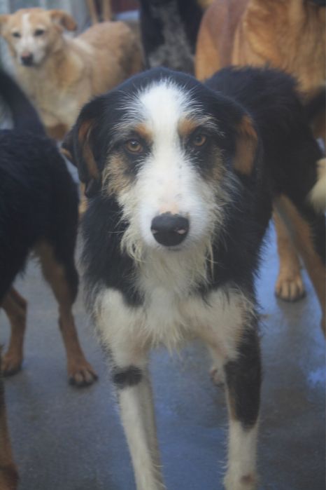 Dartacao cao de porte grande