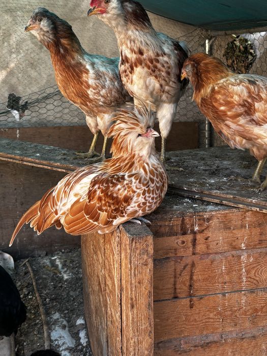 Galinha e galos