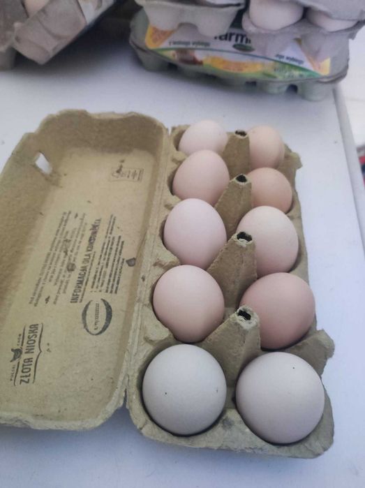 Jajka z wolnego wybiegu