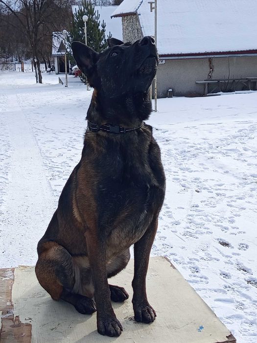 Кобель,малінуа, для вязки