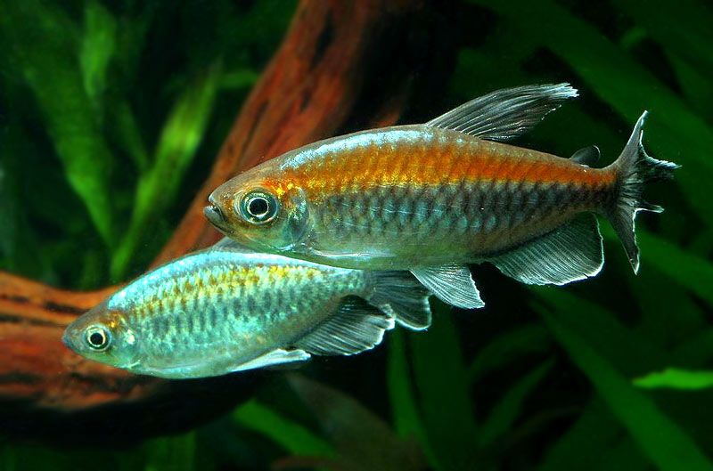 GB Świecik Kongijski