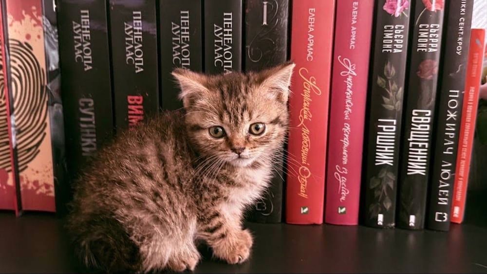 продам маленьких кошенят