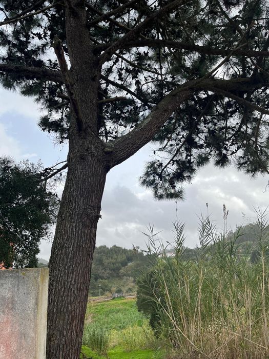 Terreno Urbano carapiteira Mafra (Gradil)