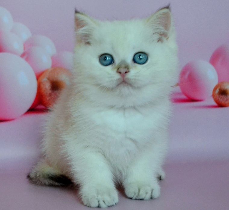 Серебристая шиншилла, кошечка и котик