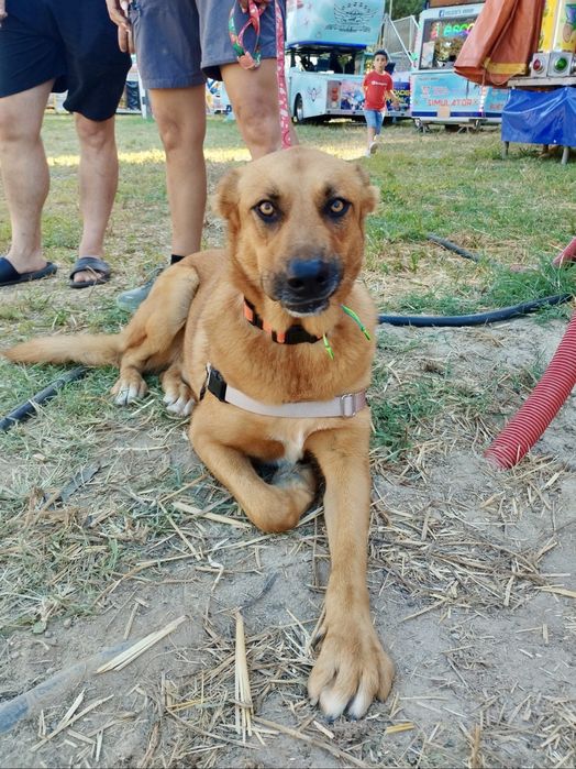 Machos de 1 ano e meio para adoção responsável