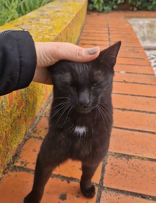 Gatinha para adoção