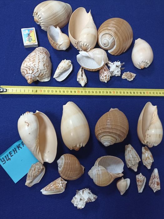 Ракушки морские и океанические